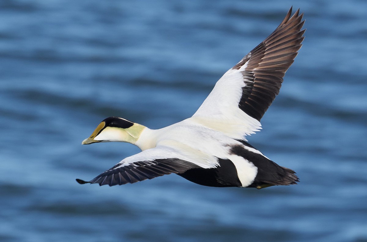 Common Eider - Patrice St-Pierre