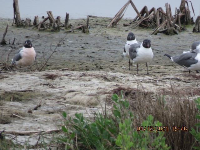 Franklin's Gull - ML326649031