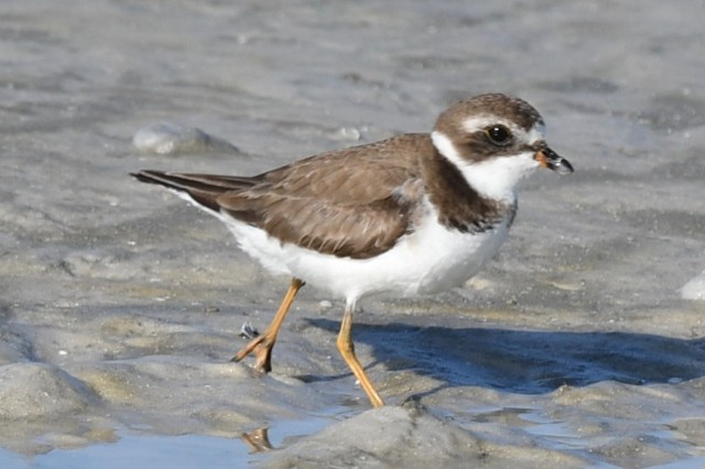 Semipalmated Plover - barbara segal