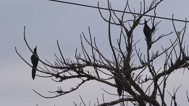 Great-tailed Grackle - ML326650761