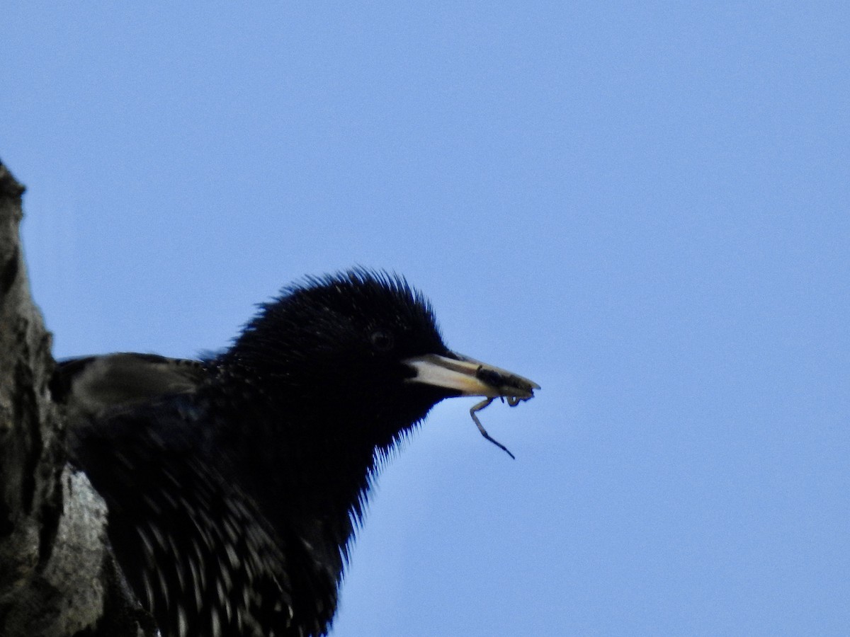 European Starling - ML326650801