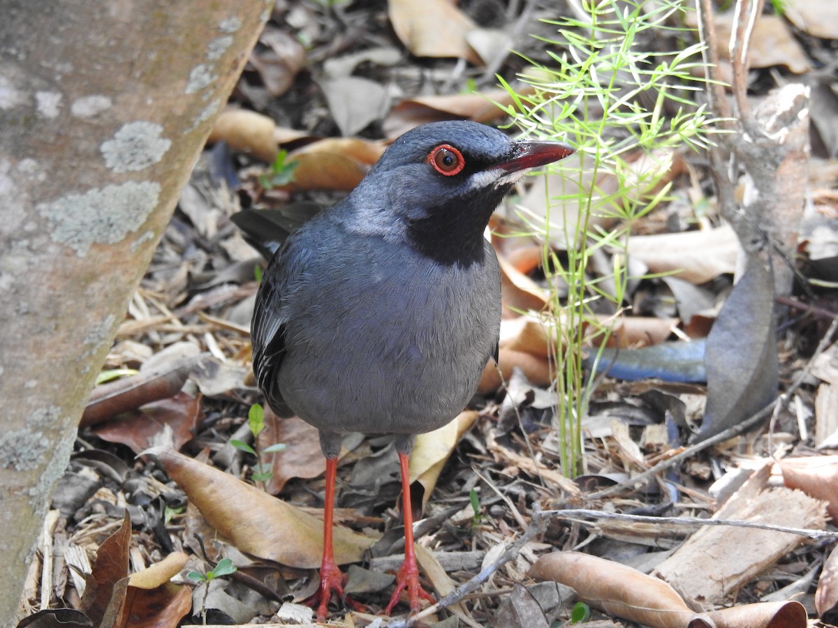 Red-legged Thrush - ML326651231