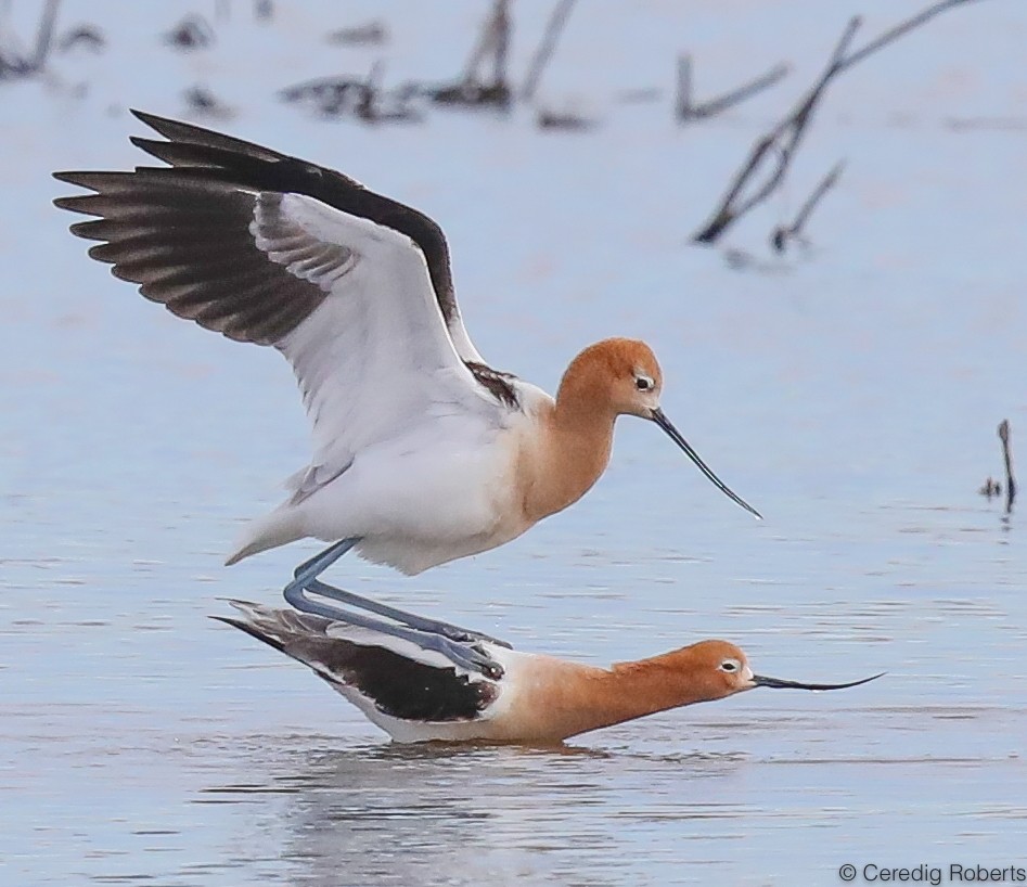 American Avocet - Ceredig  Roberts