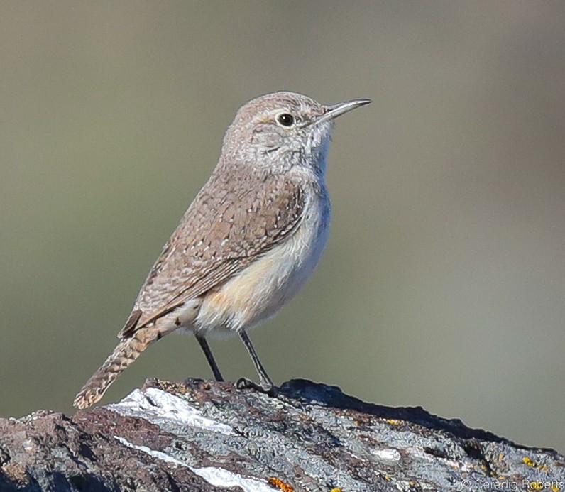 Rock Wren - ML326652221