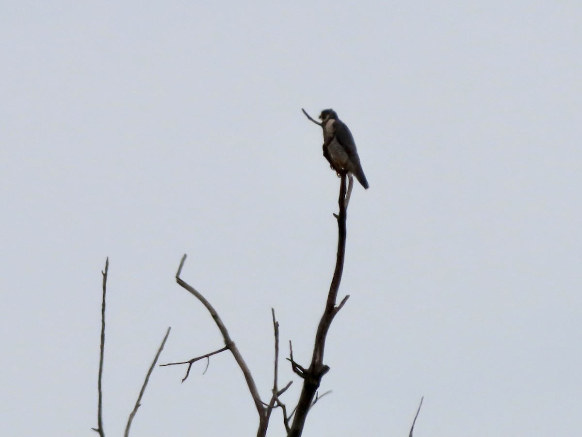 Peregrine Falcon - ML326652541