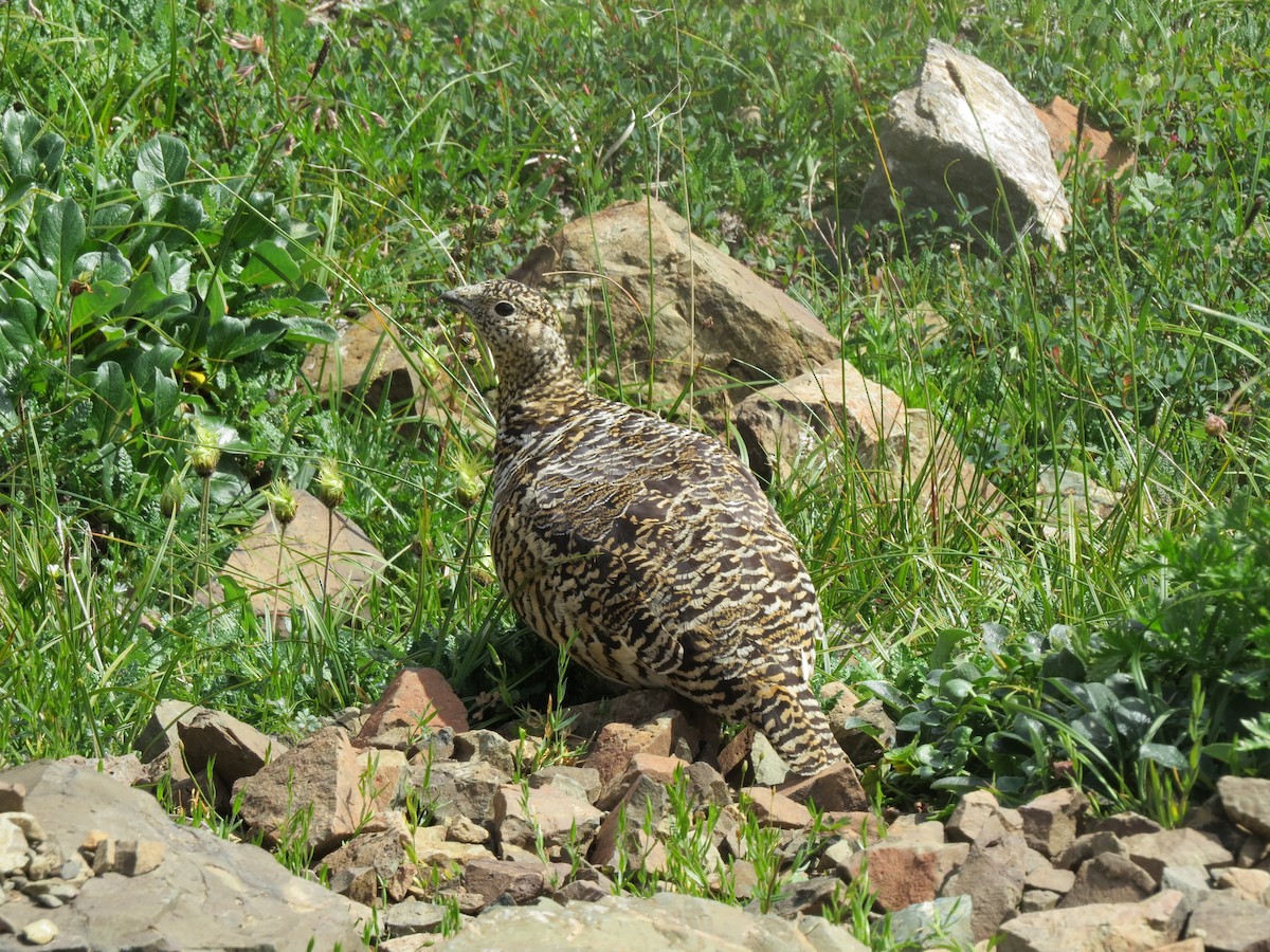 Rock Ptarmigan - Maggie Topalian