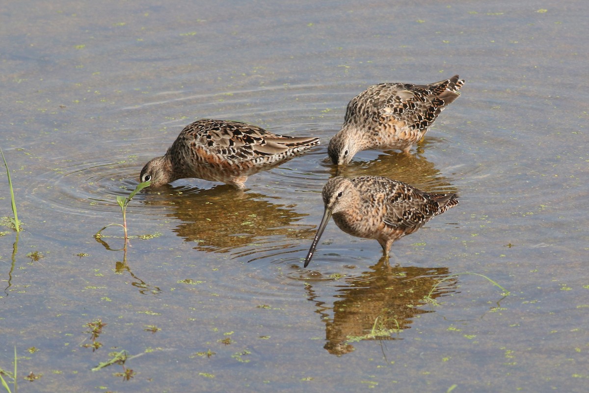 Long-billed Dowitcher - Margaret Viens