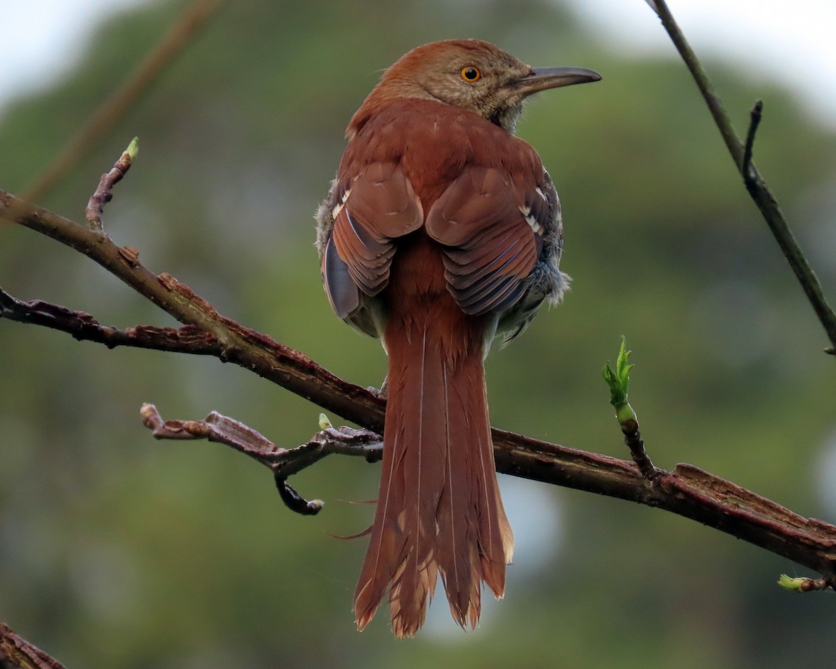 Brown Thrasher - ML326655851