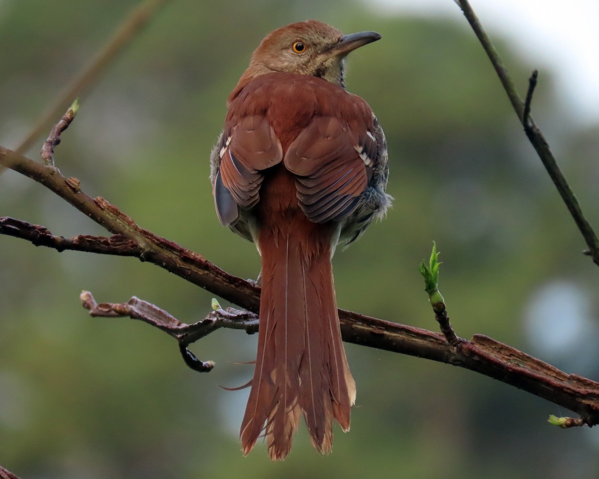 Brown Thrasher - ML326655881