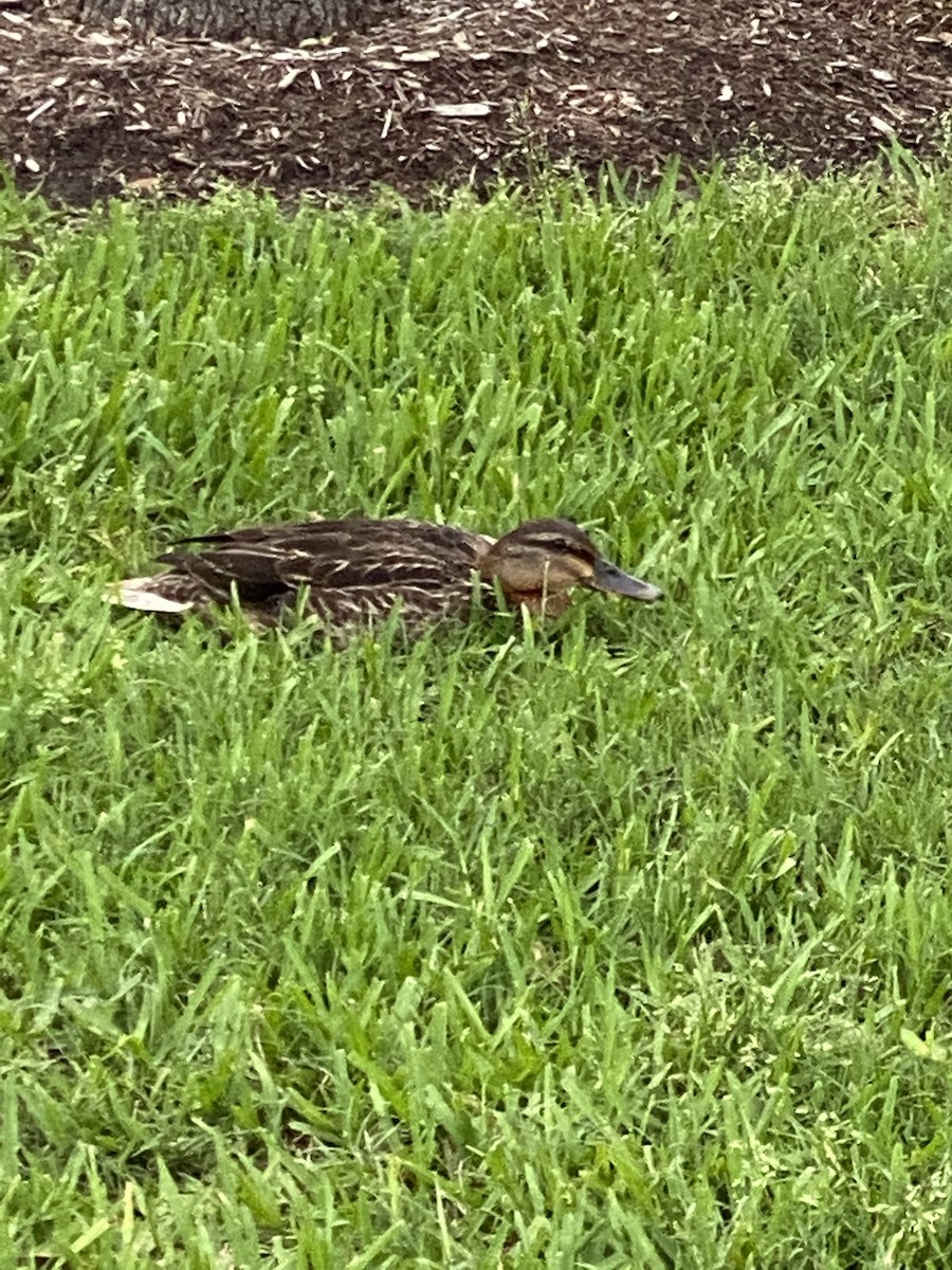 Green-winged Teal - ML326657381