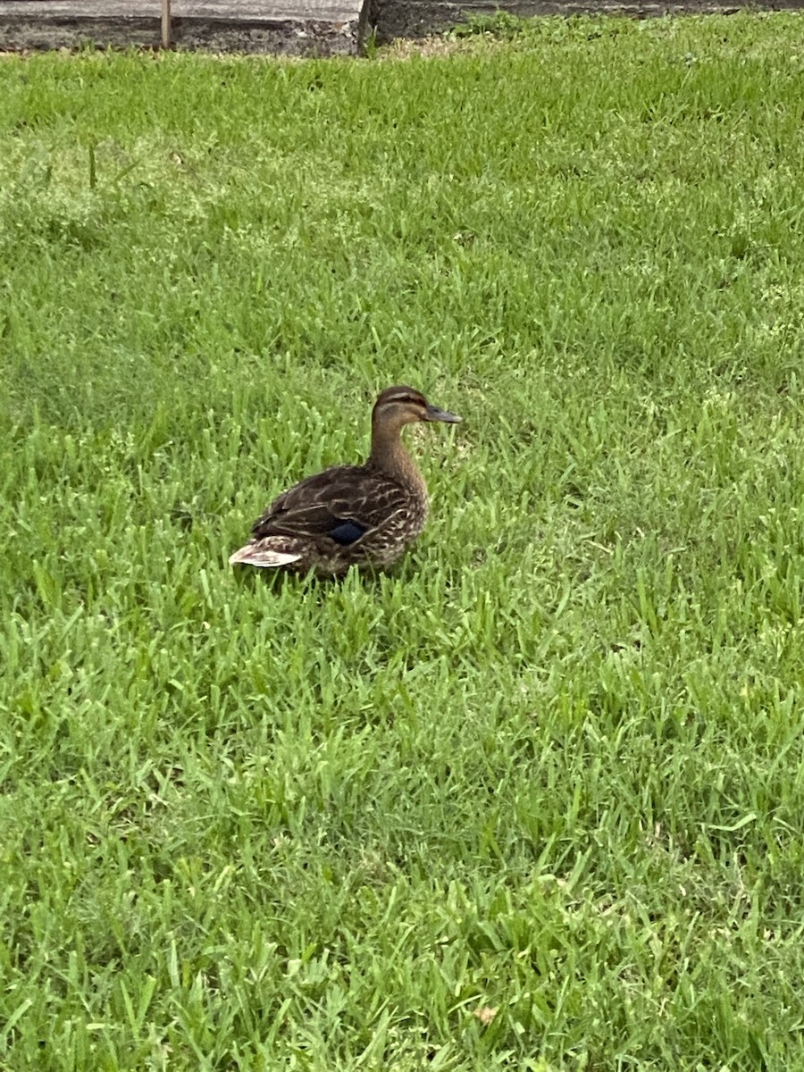 Green-winged Teal - ML326657391