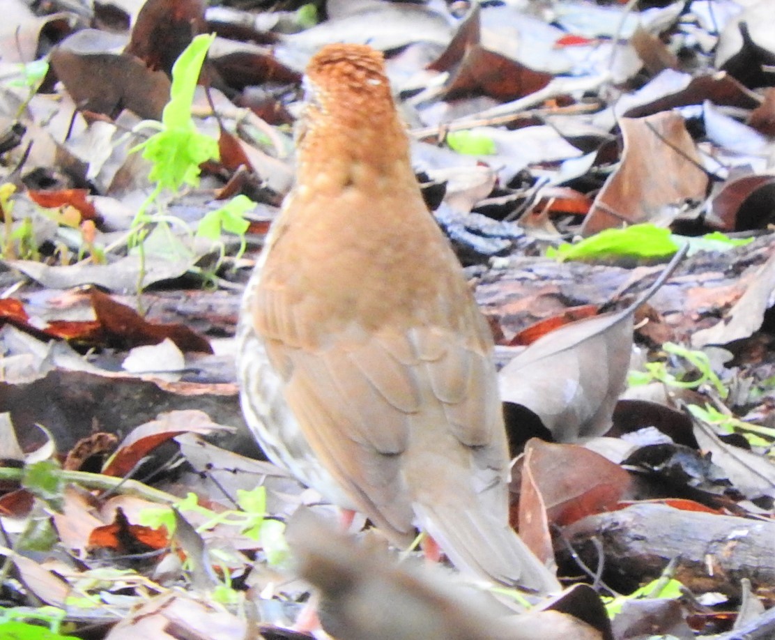 Wood Thrush - ML326657401