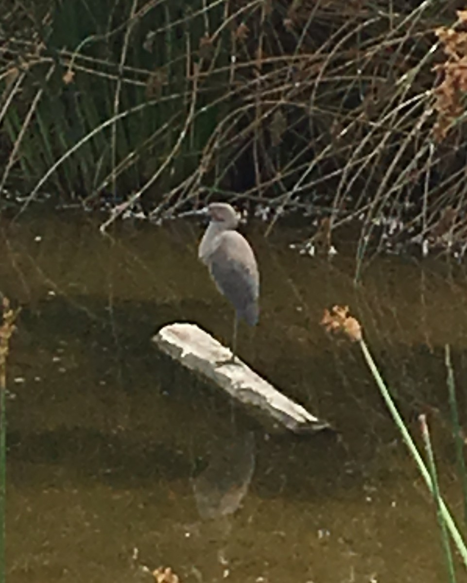 Reddish Egret - ML32666261
