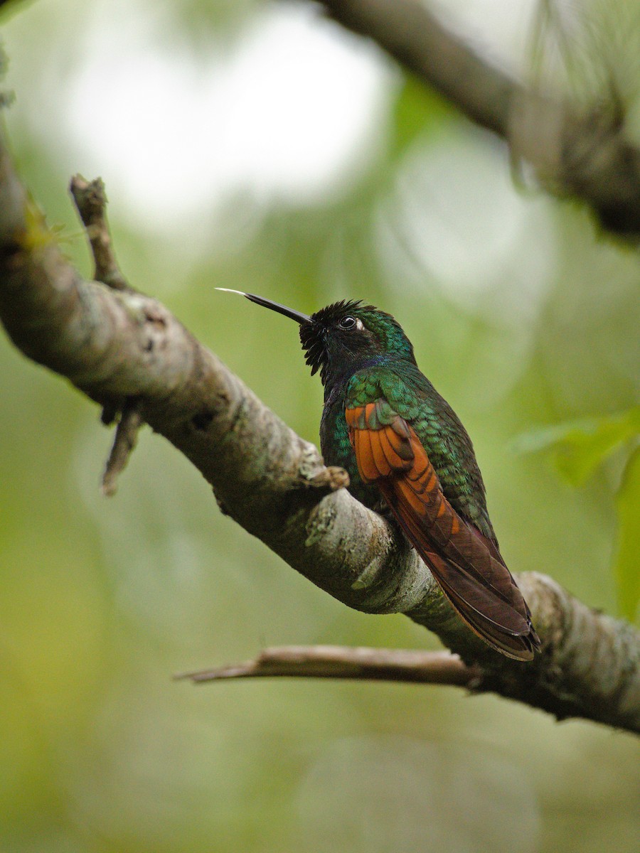 Garnet-throated Hummingbird - ML326663871