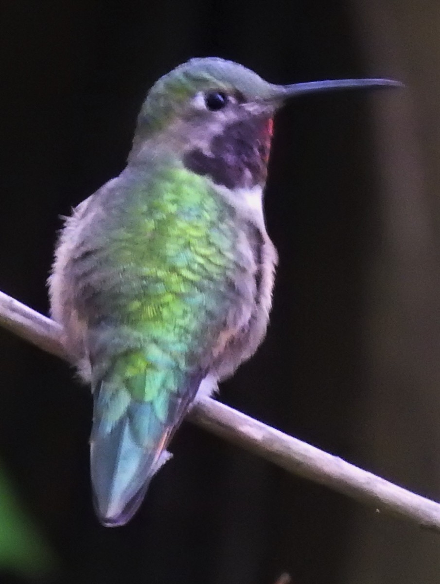 Broad-tailed Hummingbird - Eric Haskell
