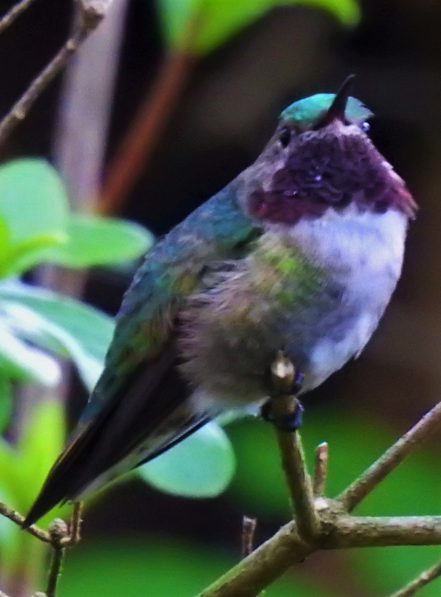Broad-tailed Hummingbird - Eric Haskell