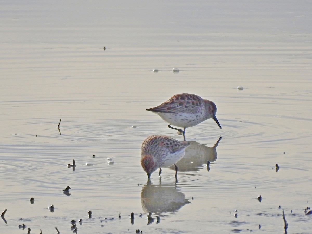 Western Sandpiper - Bill Ypsilantis