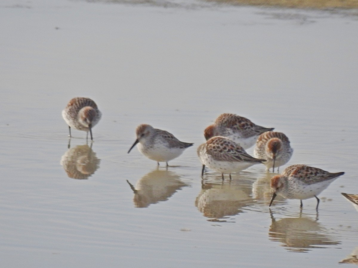 Western Sandpiper - Bill Ypsilantis