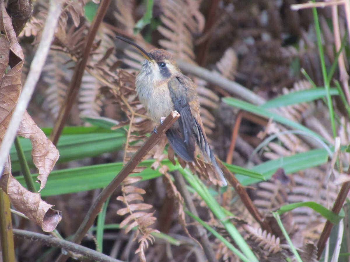 Stripe-throated Hermit - ML326665221