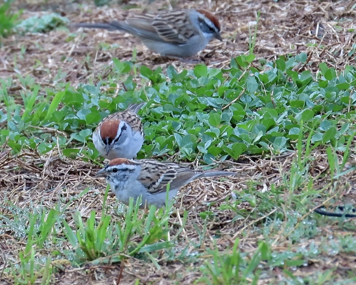 Chipping Sparrow - Karen Hogan