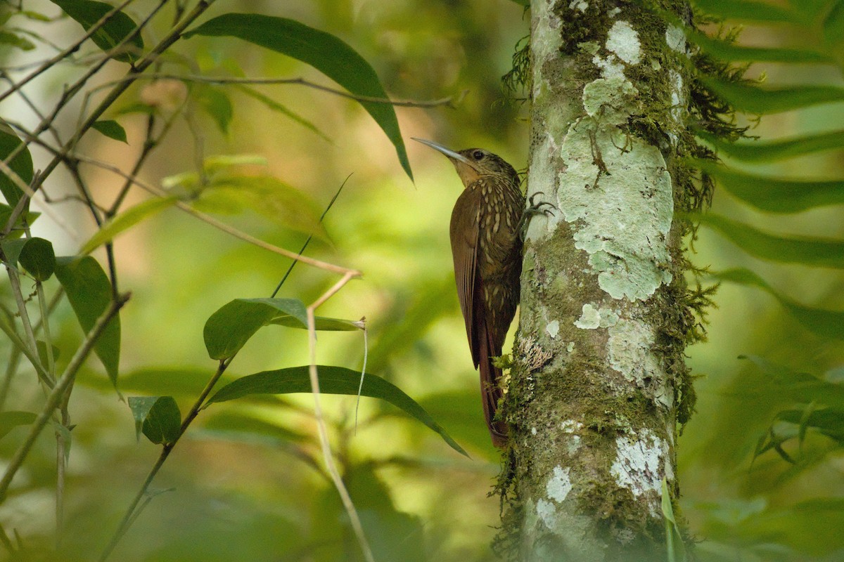 Spot-crowned Woodcreeper - ML326665851