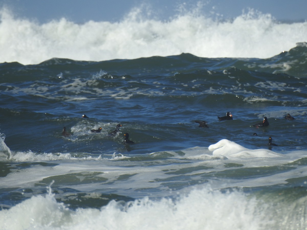 Black Scoter - ML326666881