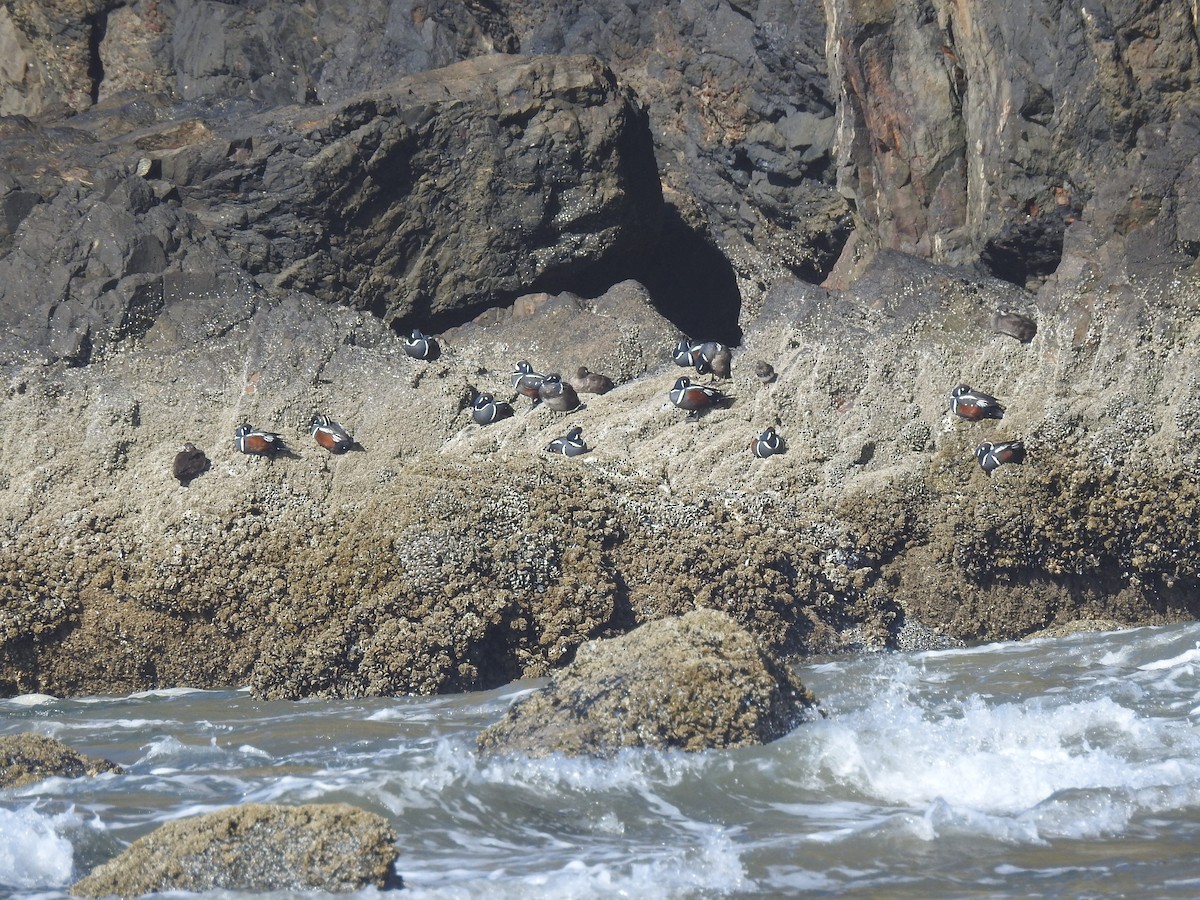 Harlequin Duck - ML326667001