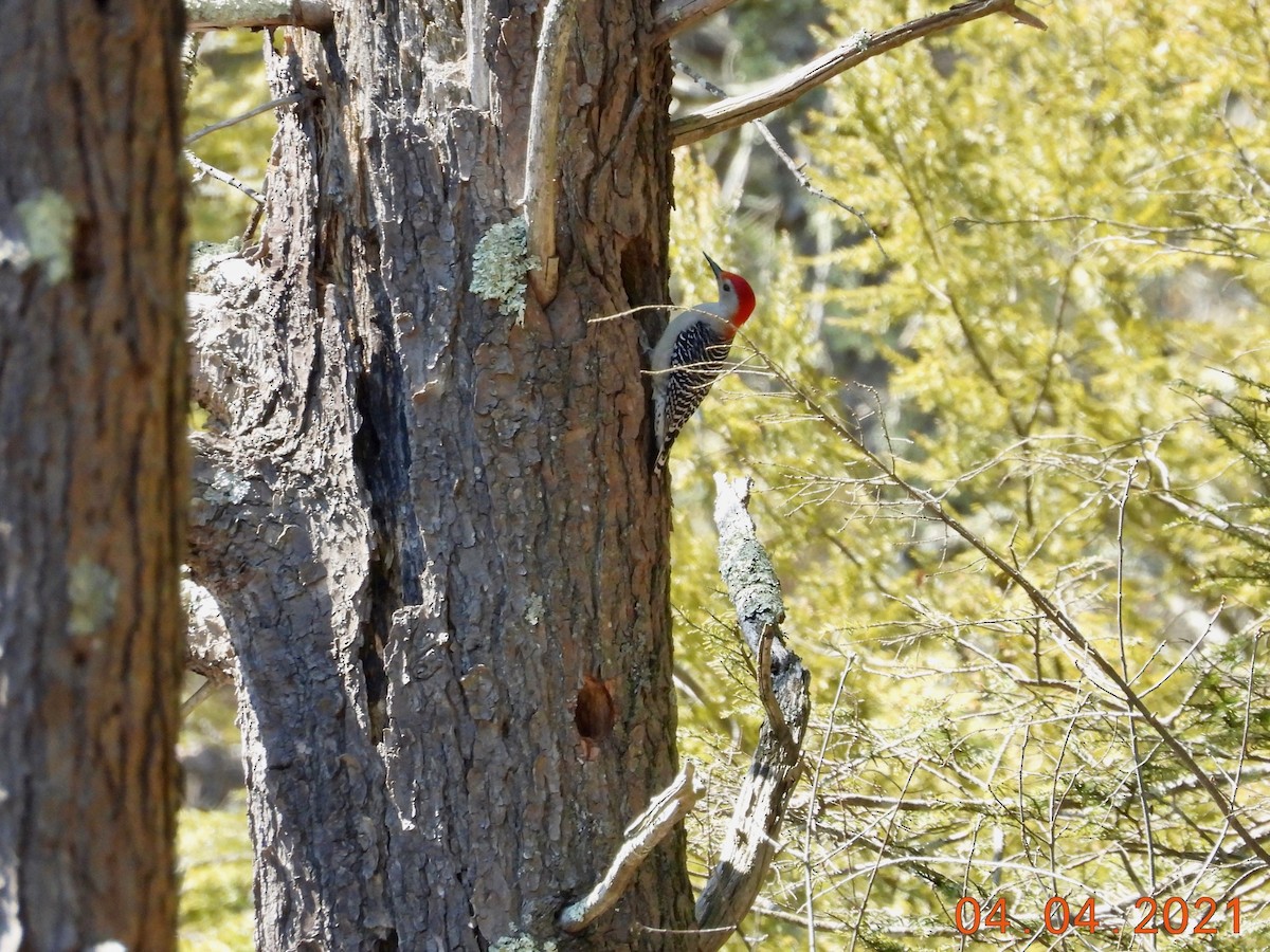 Red-bellied Woodpecker - ML326667171