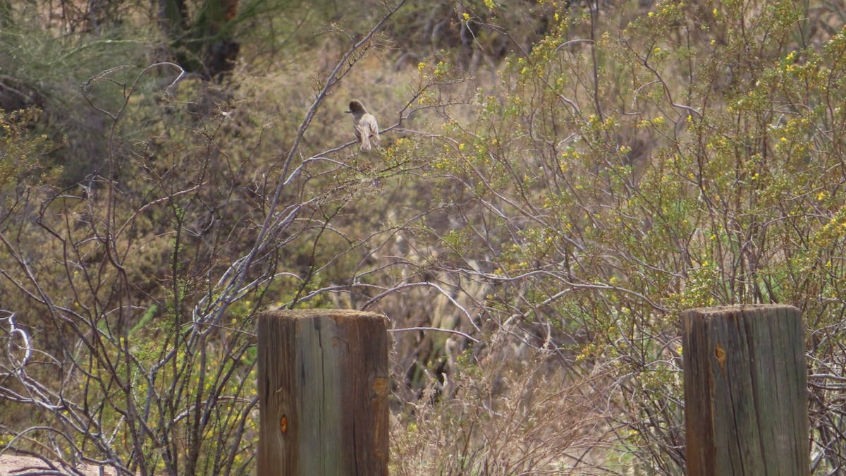 Copetón Cenizo - ML326672761