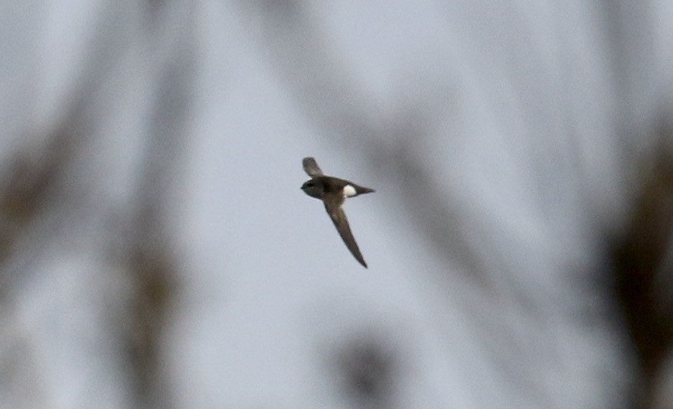 White-throated Swift - ML326673821