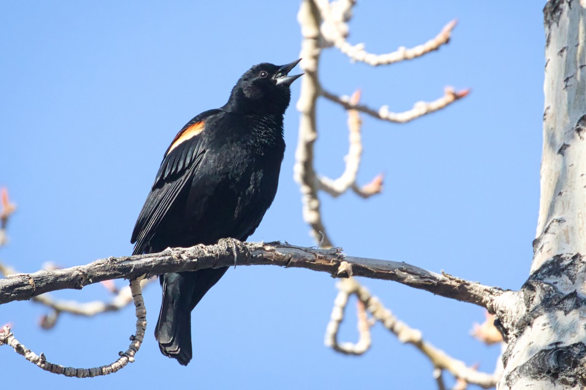 Red-winged Blackbird - ML326674401