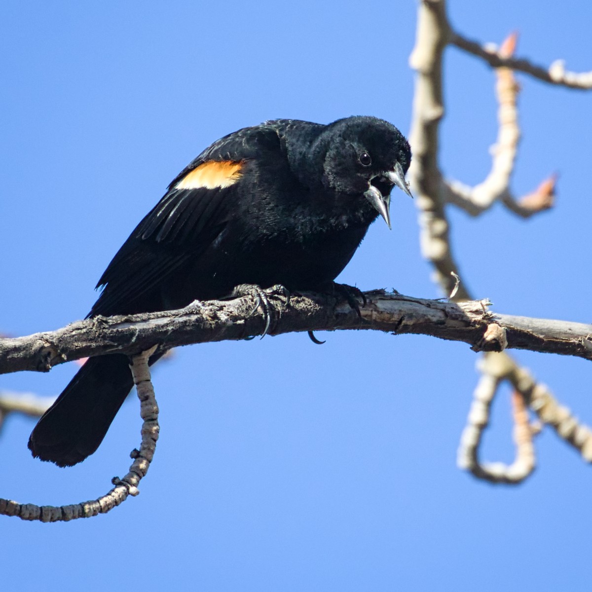Red-winged Blackbird - ML326674411
