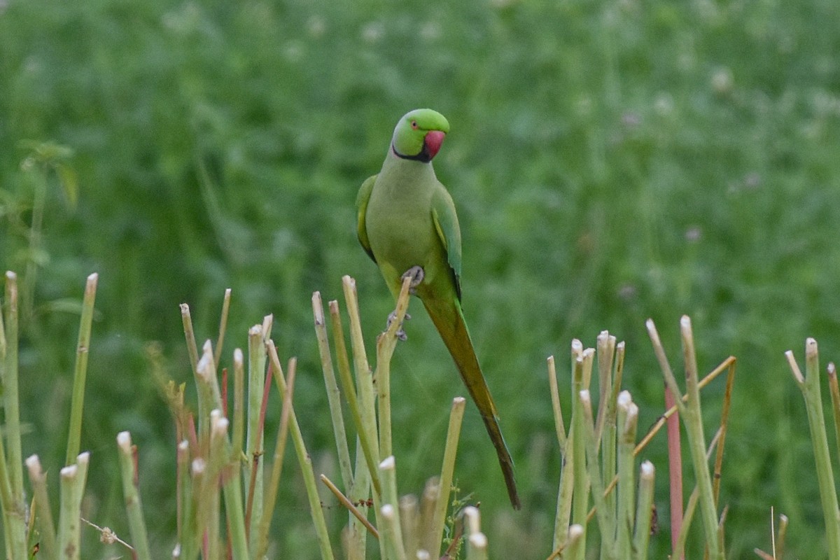 Alexandrine Parakeet - ML326675021