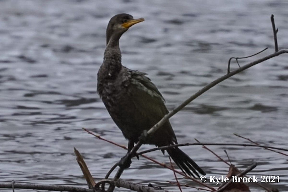 Neotropic Cormorant - Kyle Brock