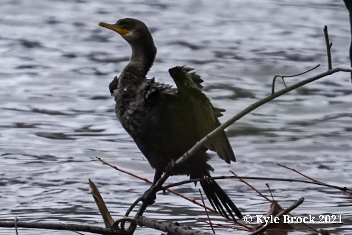 Neotropic Cormorant - Kyle Brock