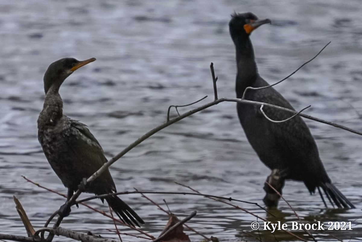 Cormorán Biguá - ML326675561