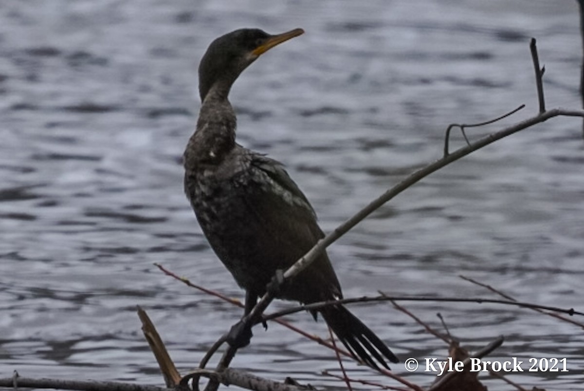 Cormorán Biguá - ML326675571