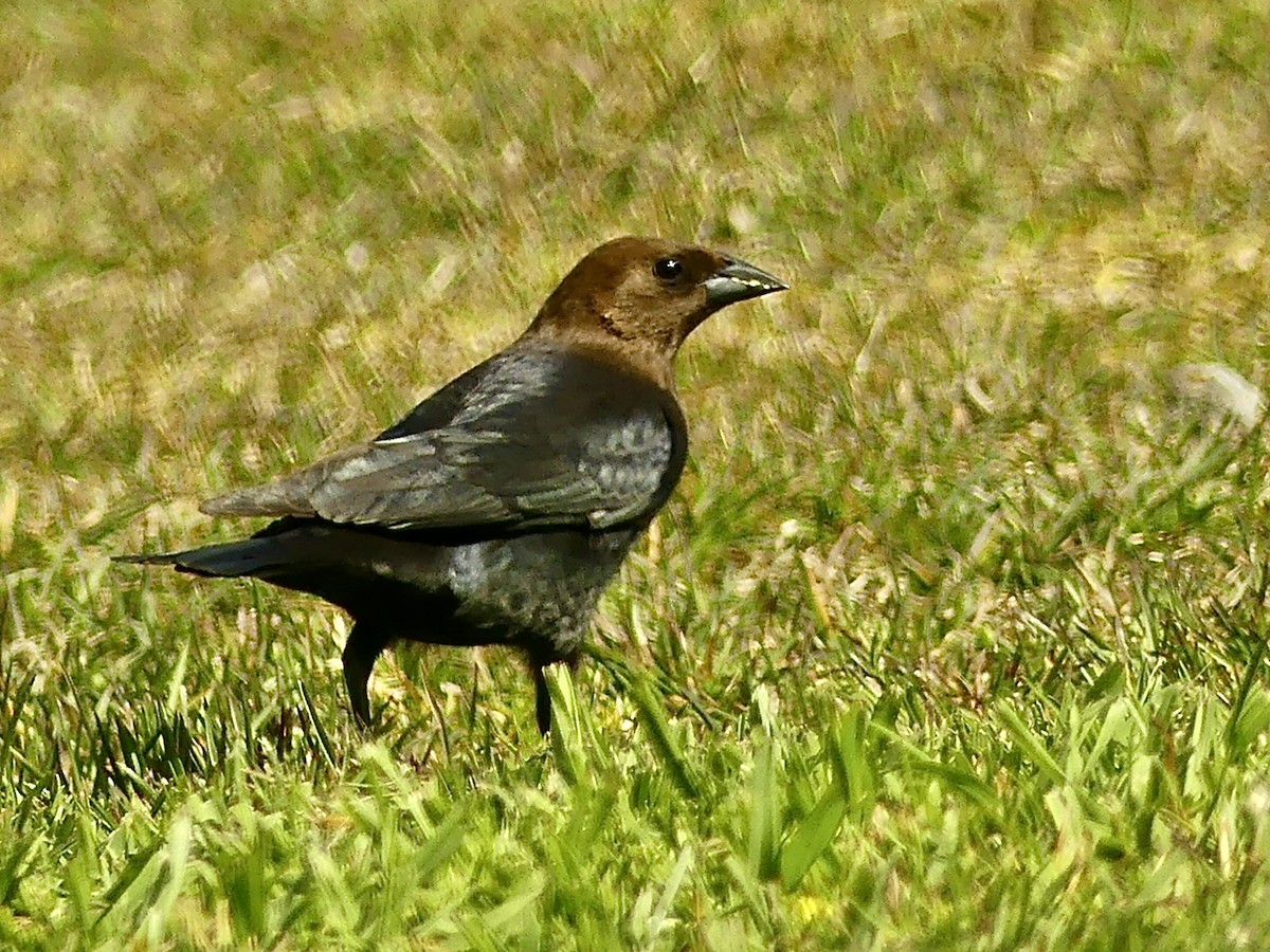 Brown-headed Cowbird - ML326676041