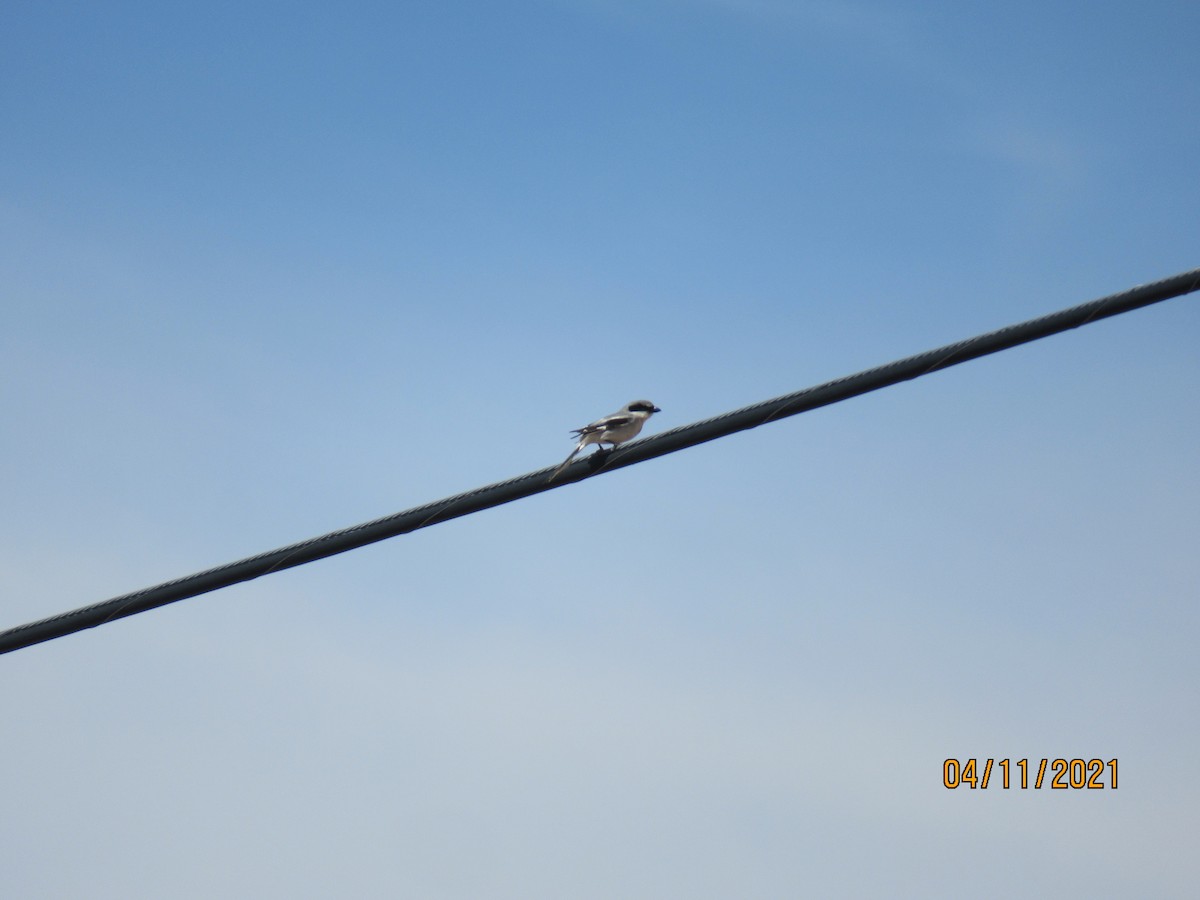 Loggerhead Shrike - ML326677241