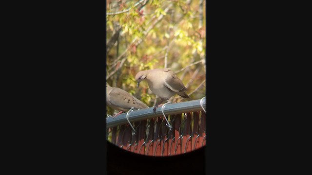 White-winged Dove - ML326679981