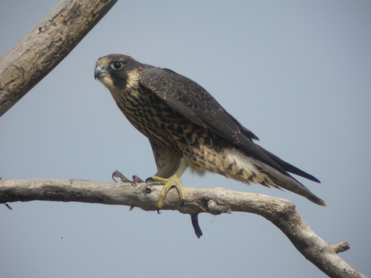 Peregrine Falcon - ML32668021