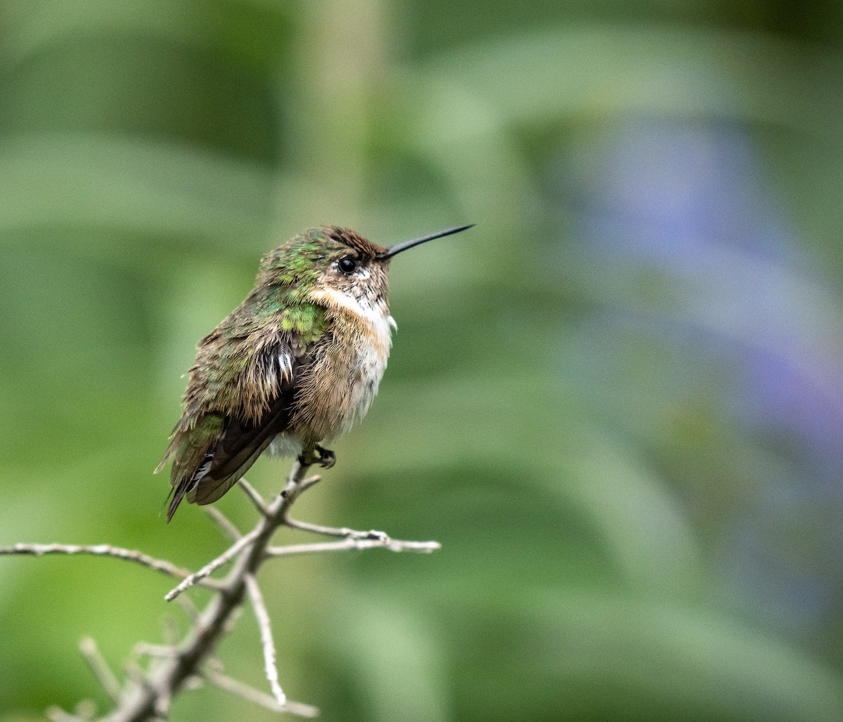 Calliope Hummingbird - ML326681341