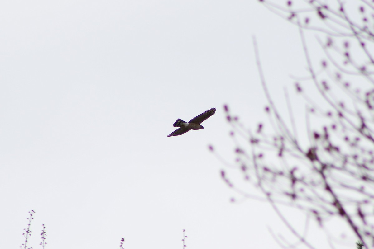 Cooper's Hawk - Amy Lyyski