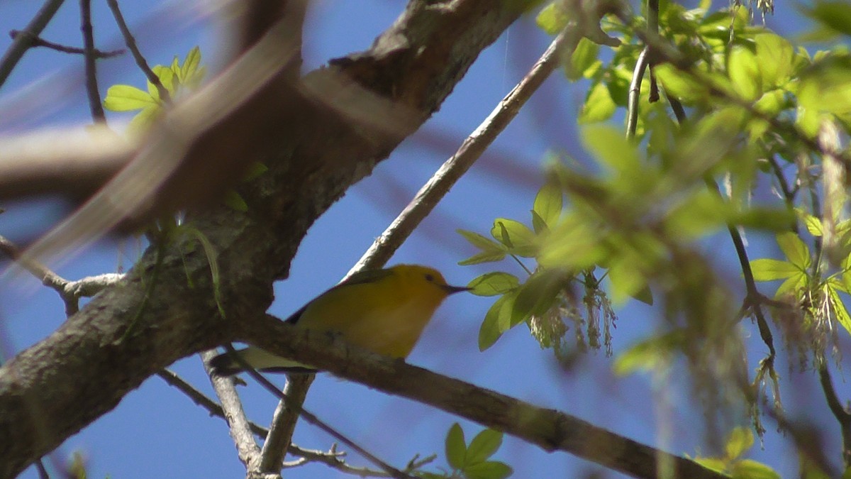 Prothonotary Warbler - ML326683111