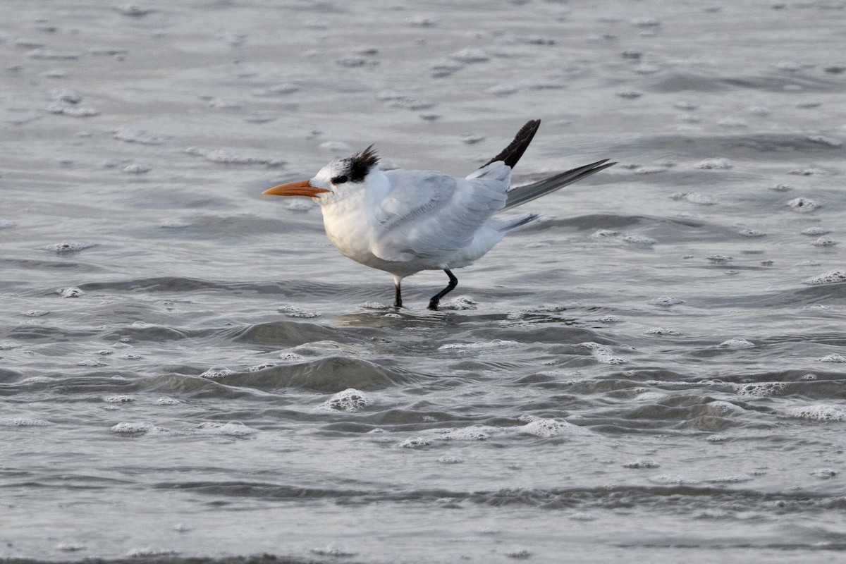 Elegant Tern - ML326686631