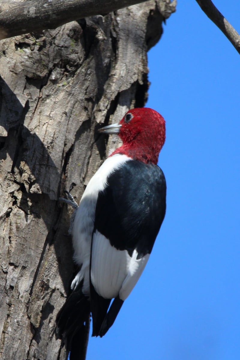 Red-headed Woodpecker - ML326687431
