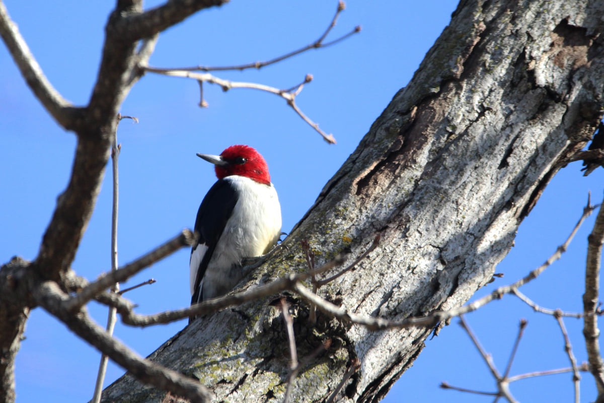 Red-headed Woodpecker - ML326687701