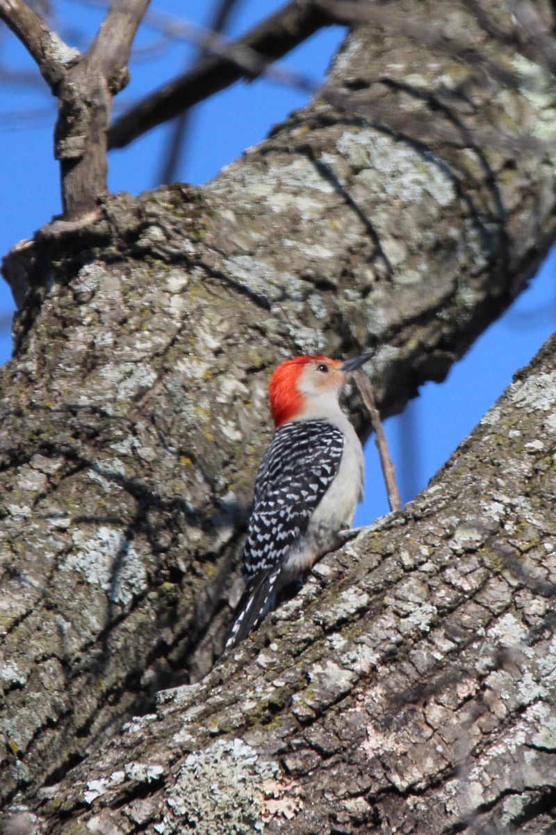 Red-bellied Woodpecker - ML326688251