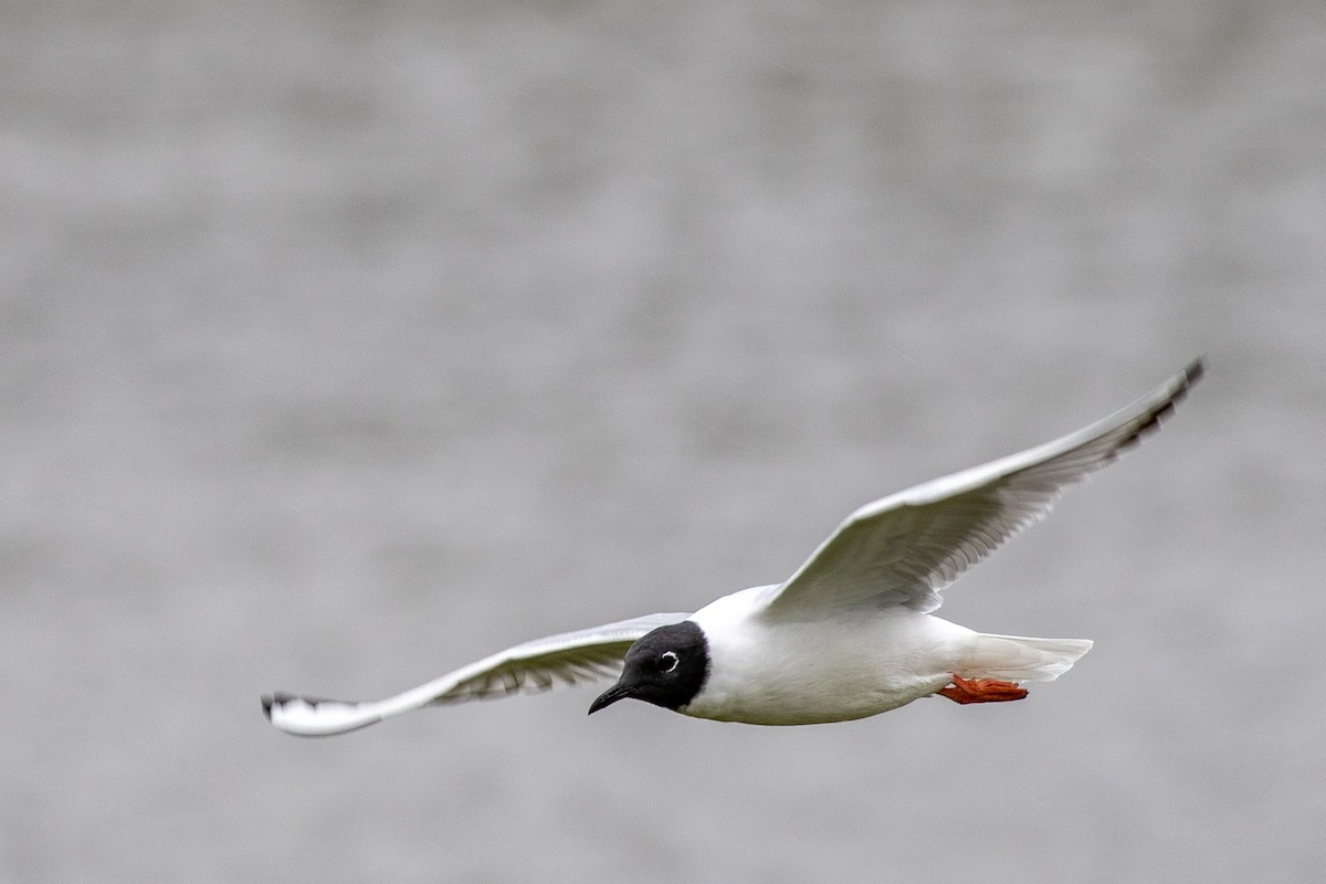 Bonaparte's Gull - ML326688381