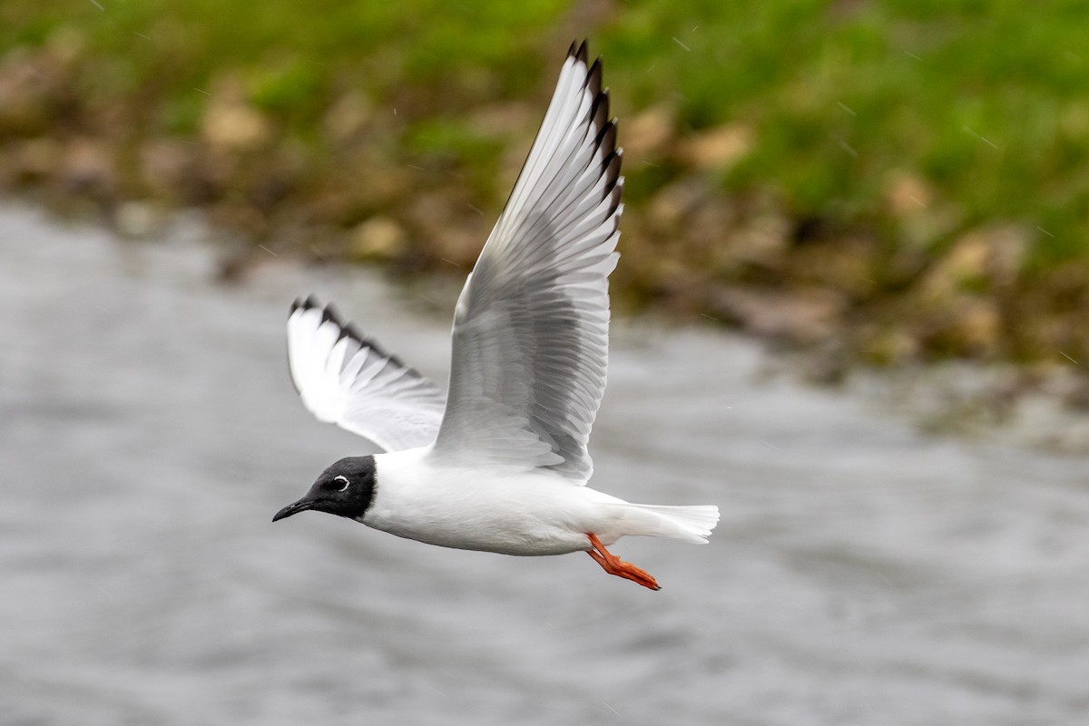 Bonaparte's Gull - Bruce Miller